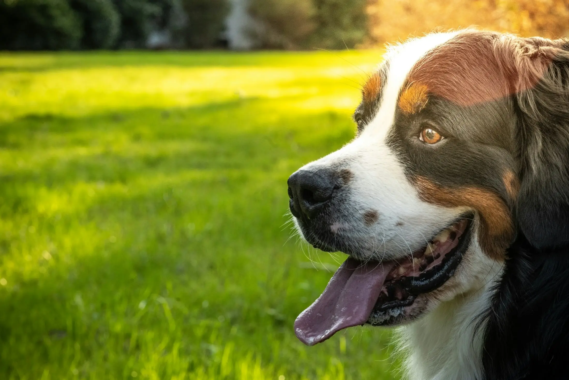 Happy Bernese Mountain Dog panting on sunlit grass, looking healthy and relaxed